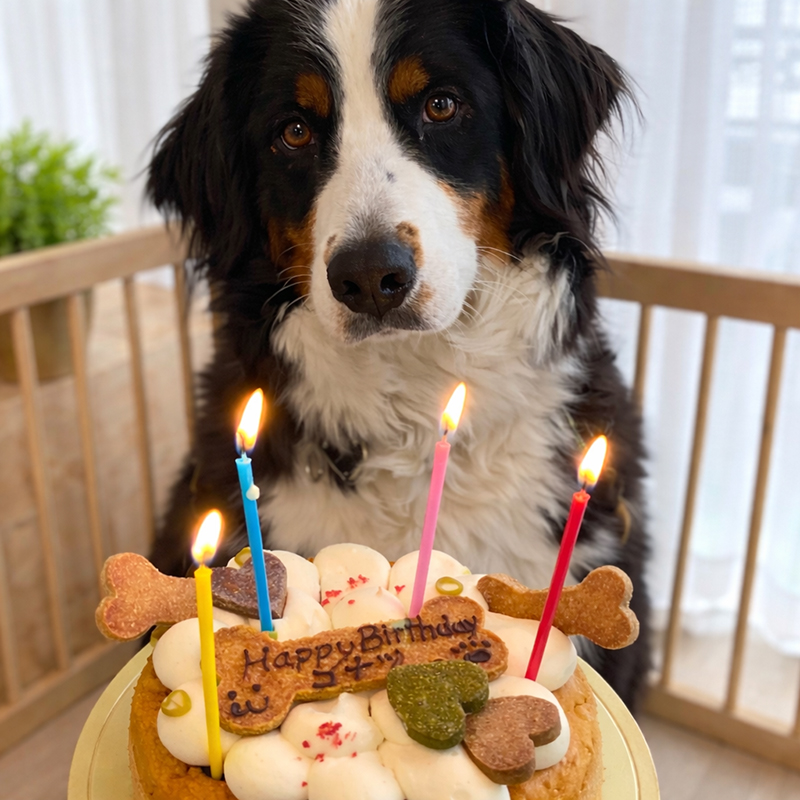 犬用ケーキの代表商品（米粉のケーキ）